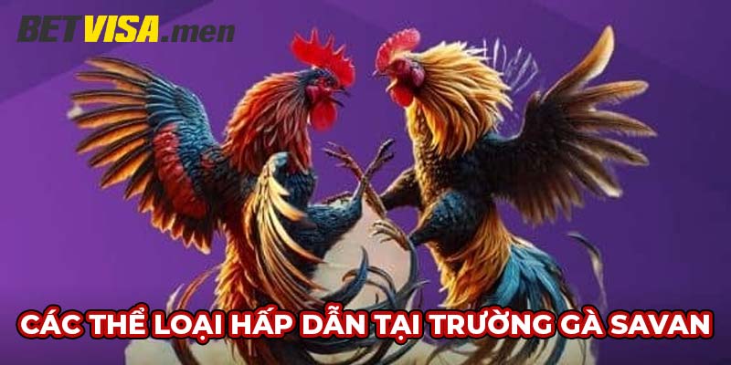 Trường Gà Savan - Địa Điểm Thiên Đường Của Chiến Kê 6 Đa dạng các thể loại hấp dẫn tại Trường gà Savan