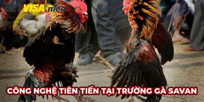 Trường Gà Savan - Địa Điểm Thiên Đường Của Chiến Kê 5 Trường gà Savan tích hợp nhiều công nghệ tiên tiến