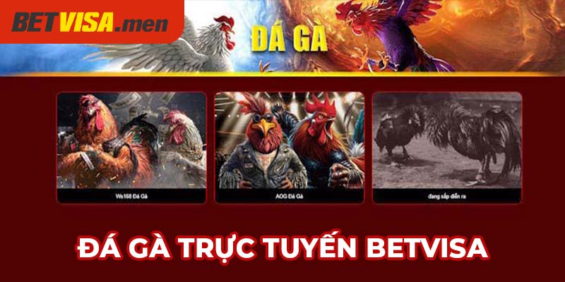 BETVISA - Trang Chủ Nhà Cái BET VISA Cập Nhật Mới 2025 19 Đá gà Betvisa khiến bạn không thể rời mắt