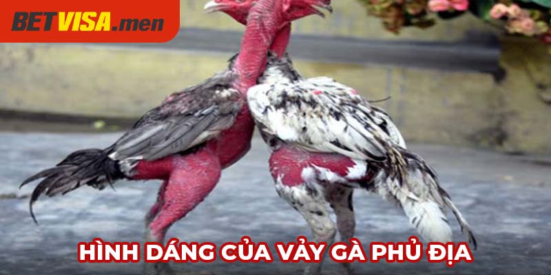 Vảy Gà Phủ Địa - Bí Ẩn Về Loại Vảy Của Chiến Kê Hiếm Có 5 Loại vảy này có hình dáng đặc trưng dễ nhận ra