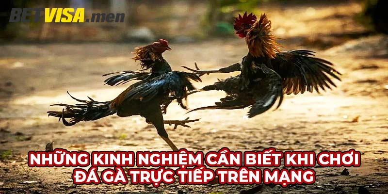 Đá Gà Trên Mạng Trực Tiếp - Giải Trí Đỉnh Cao Cùng Betvisa 6 Những kinh nghiệm cần biết khi chơi đá gà trực tiếp trên mạng