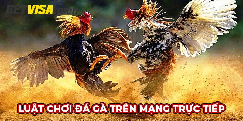 Đá Gà Trên Mạng Trực Tiếp - Giải Trí Đỉnh Cao Cùng Betvisa 5 Luật chơi đá gà trên mạng trực tiếp