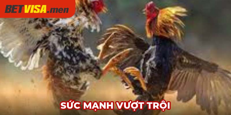 Vảy Gà Phủ Địa - Bí Ẩn Về Loại Vảy Của Chiến Kê Hiếm Có 6 Loại gà có vảy này có sức bền tốt nên dễ hạ gục đối phương