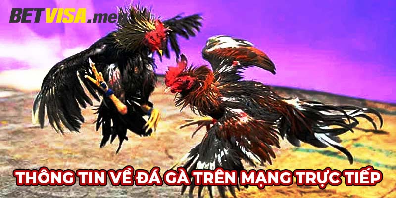 Đá Gà Trên Mạng Trực Tiếp - Giải Trí Đỉnh Cao Cùng Betvisa 4 Thông tin về đá gà trên mạng trực tiếp