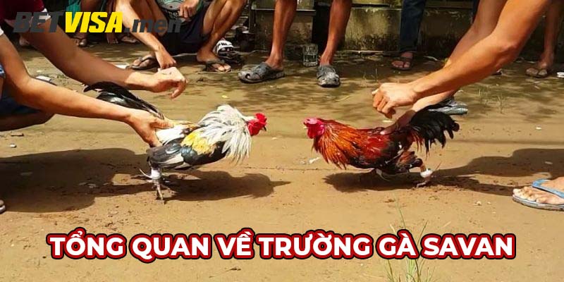 Trường Gà Savan - Địa Điểm Thiên Đường Của Chiến Kê 4 Sân chơi chất lượng cao cấp tại nền tảng Betvisa