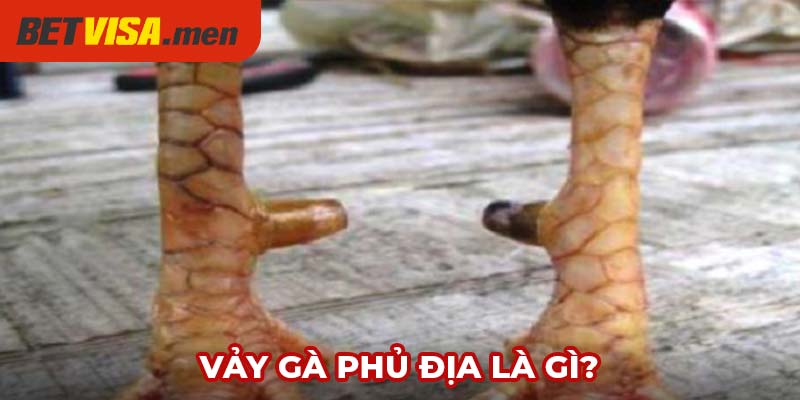 Vảy Gà Phủ Địa - Bí Ẩn Về Loại Vảy Của Chiến Kê Hiếm Có 4 Những điều bạn không biết về vảy gà phủ địa